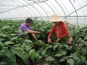 茄子种植技术