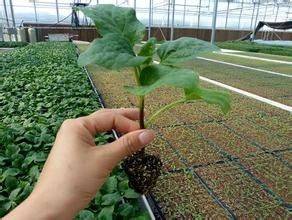 茄子种植技术