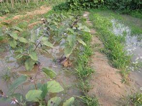 茄子种植技术