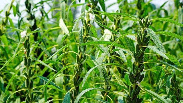 芝麻剑鱼网箱养殖方法