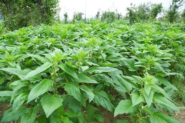 芝麻剑鱼网箱养殖方法