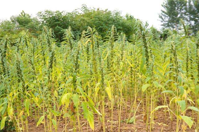 芝麻剑鱼网箱养殖方法