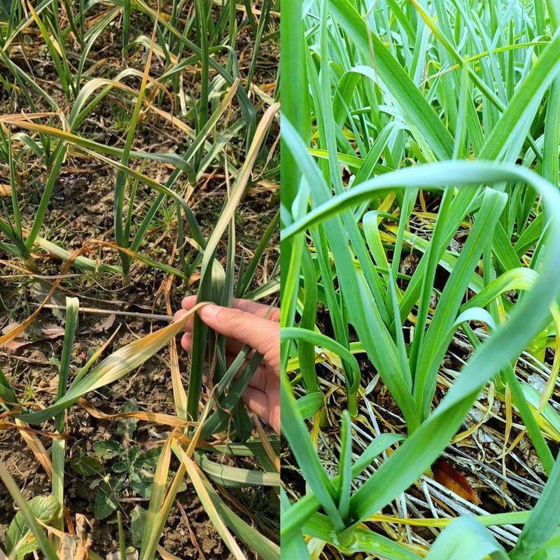 大蒜的地膜种植技术