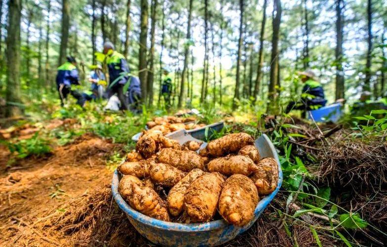 天麻种植技术 天麻如何种植