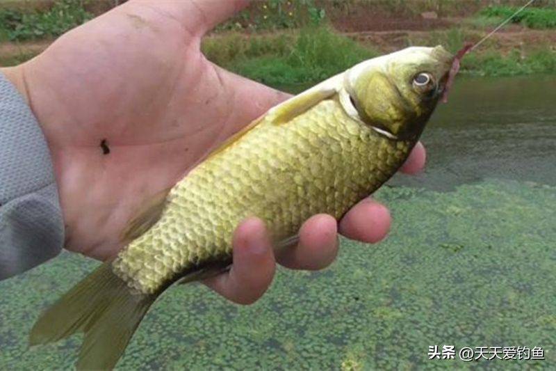 春季钓鱼方法