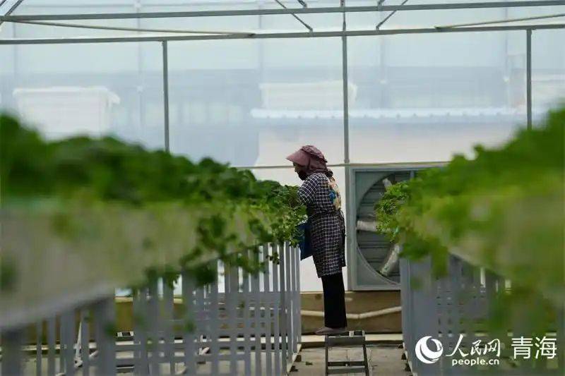 露地青蒜苗种植技术