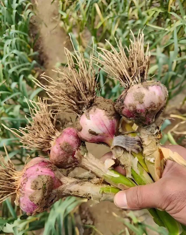 大蒜的地膜种植技术