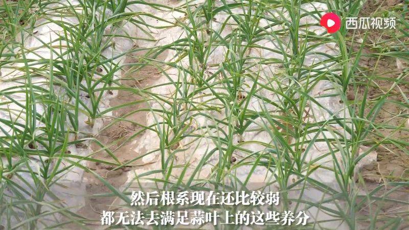 大蒜的地膜种植技术