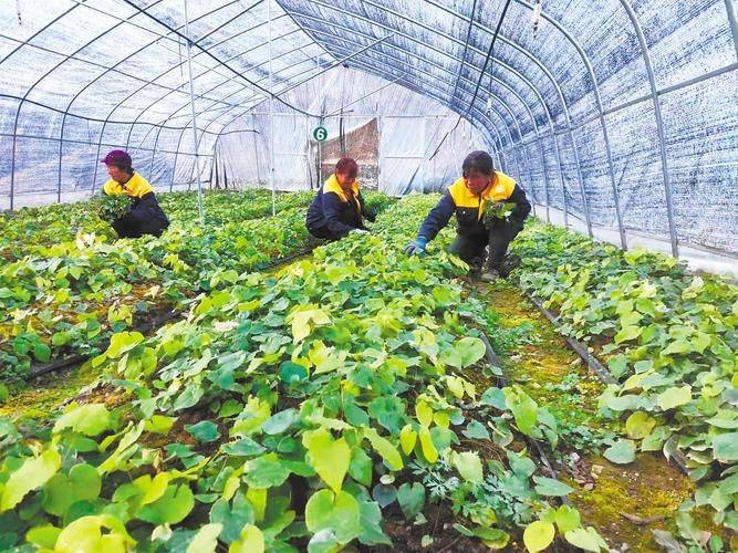 天麻种植技术 天麻如何种植