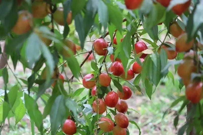 大棚种植技术