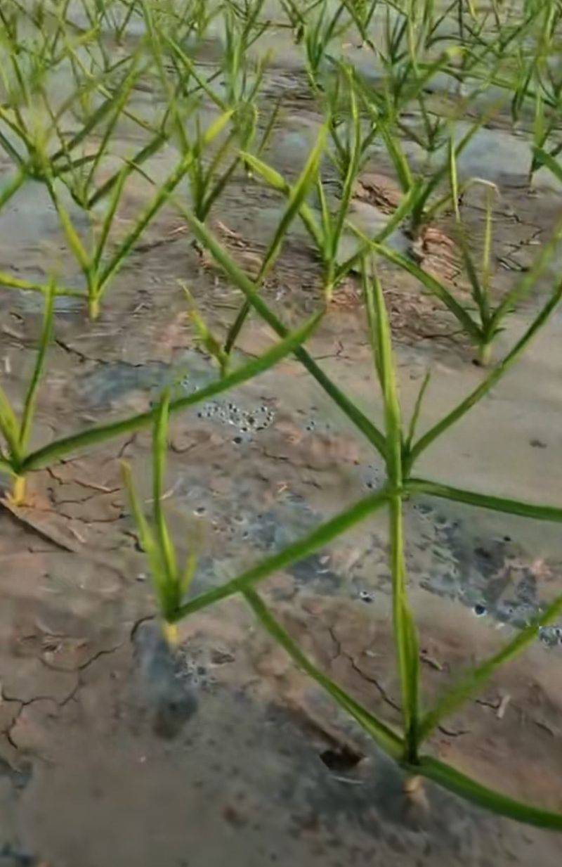 Garlic membrane cultivation techniques