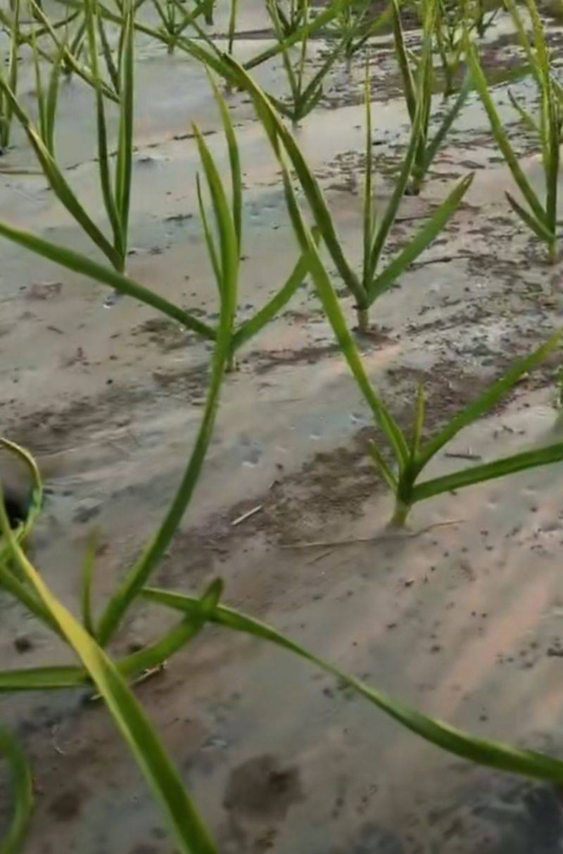 Garlic membrane cultivation techniques