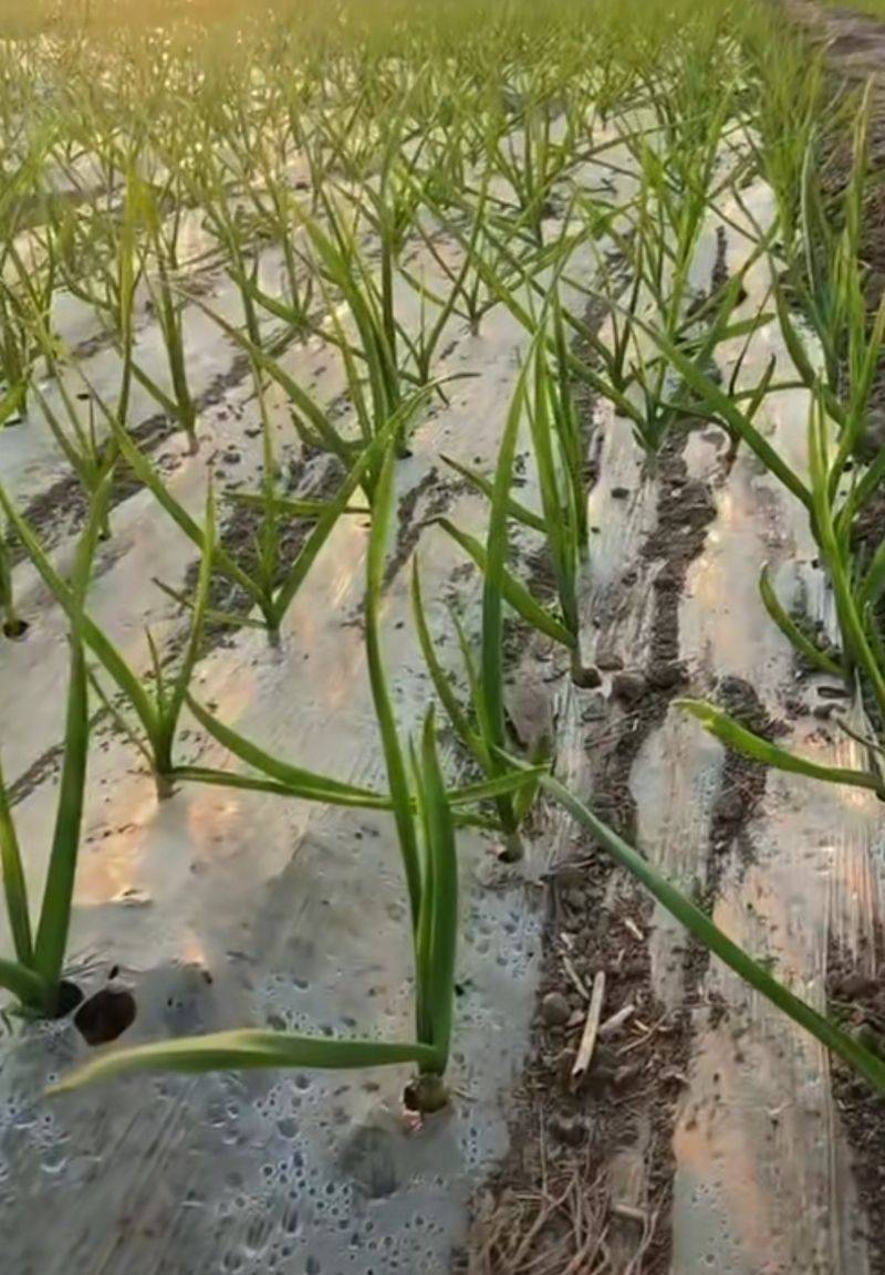 Garlic membrane cultivation techniques