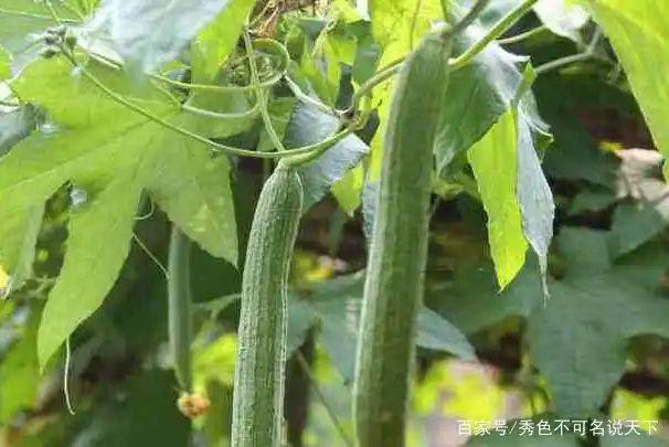 丝瓜的种植方法视频