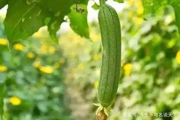 丝瓜的种植方法视频