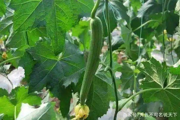 丝瓜的种植方法视频