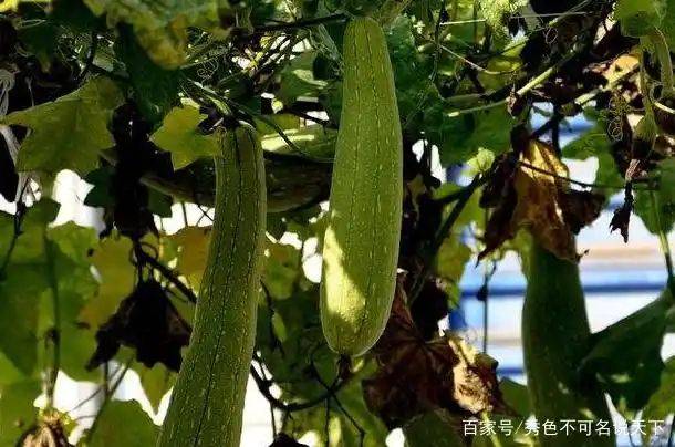 丝瓜的种植方法视频