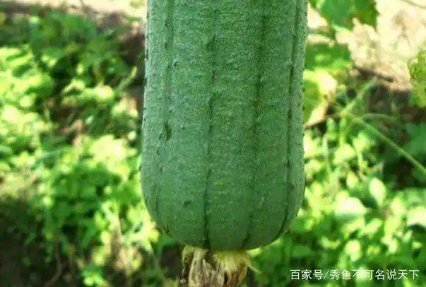 丝瓜的种植方法视频
