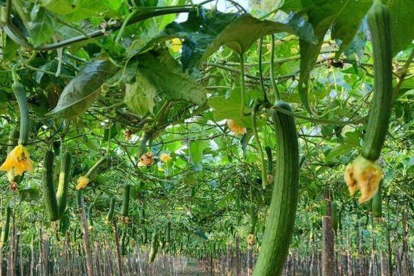 丝瓜的种植方法视频