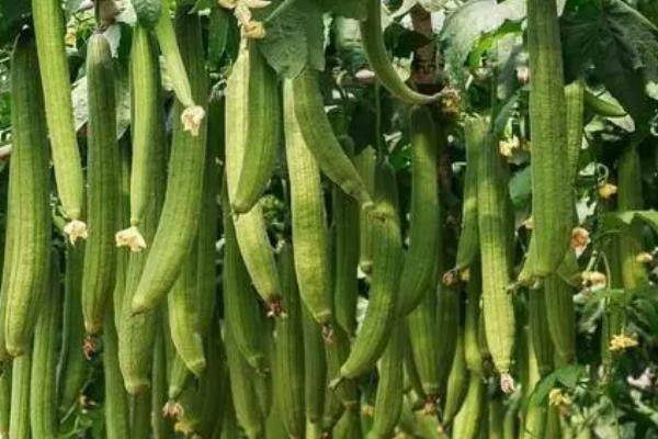 丝瓜的种植方法视频