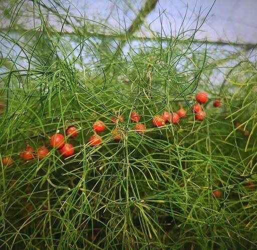 芦笋种子种植方法