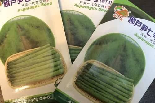芦笋种子种植方法