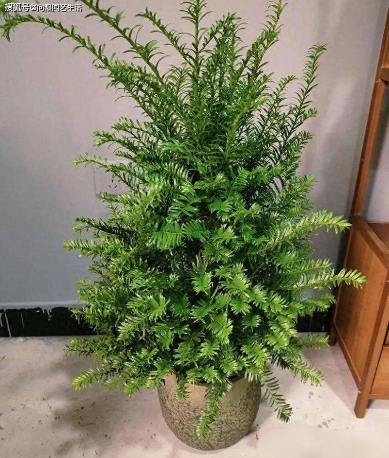 红豆杉盆景种植技术