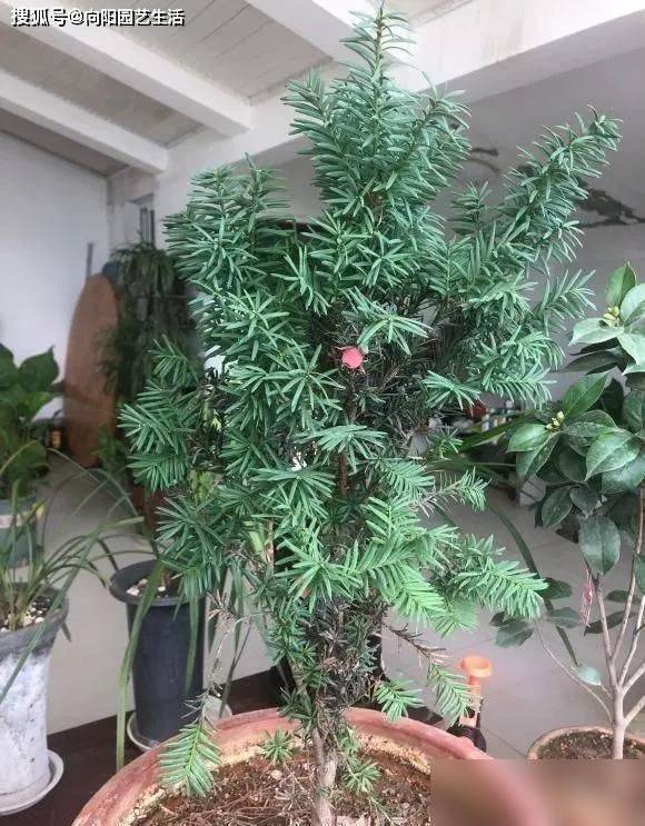 红豆杉盆景种植技术