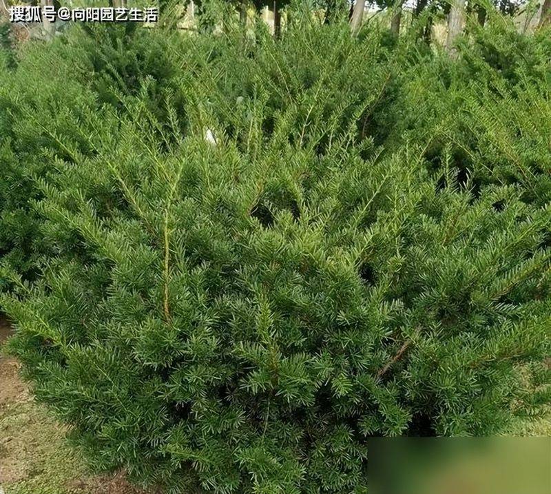 红豆杉盆景种植技术