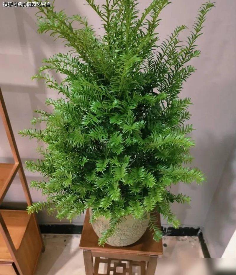 红豆杉盆景种植技术