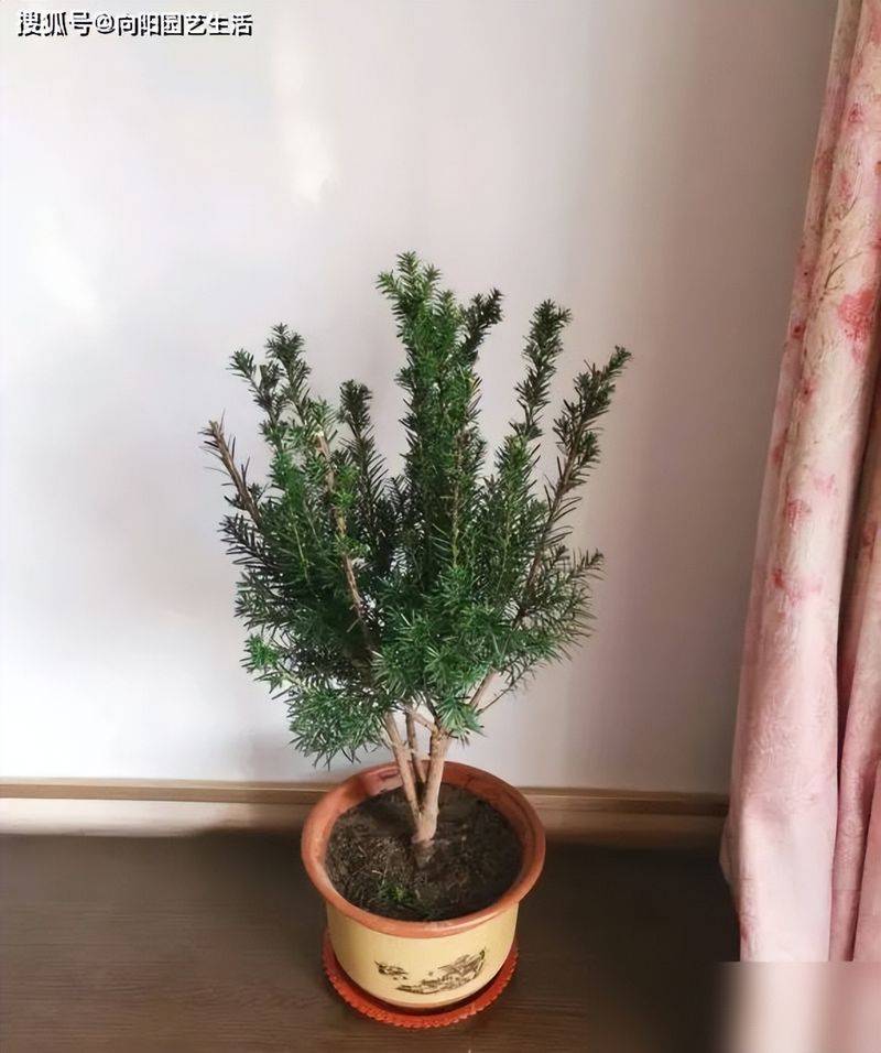 红豆杉盆景种植技术