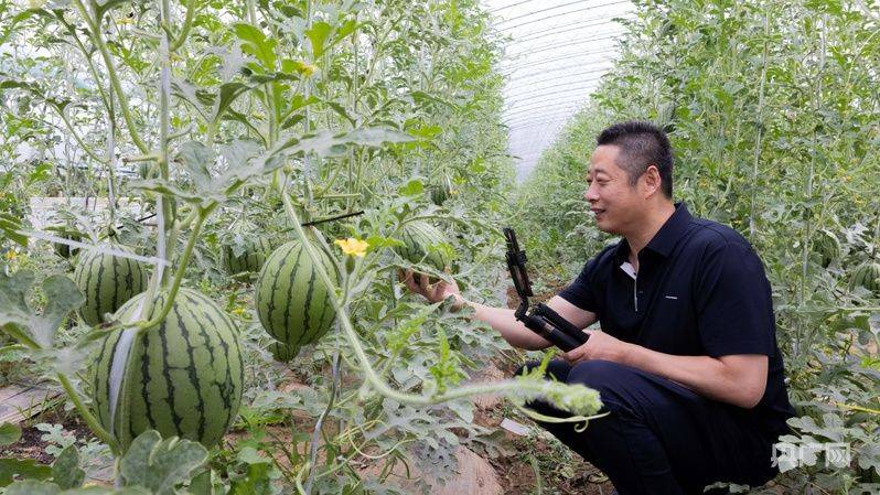 大棚种植技术
