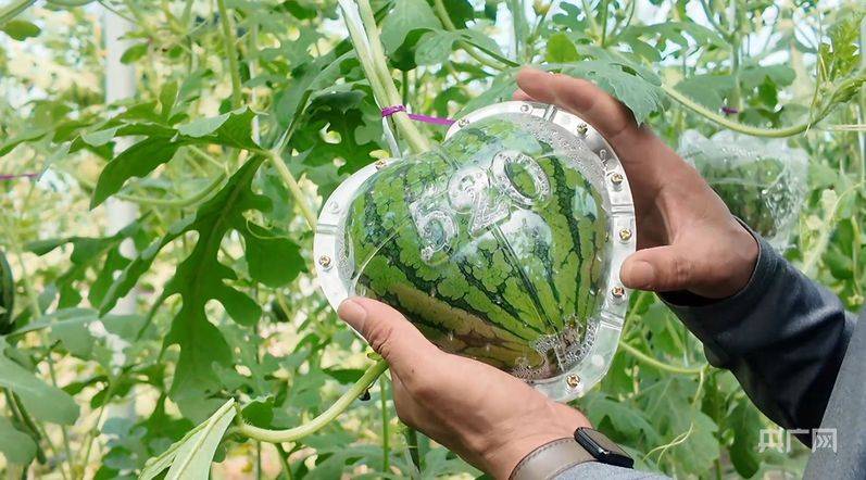 大棚种植技术