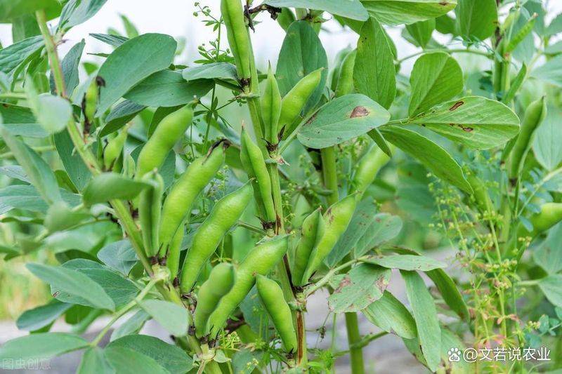 大棚蚕豆关键栽培技术