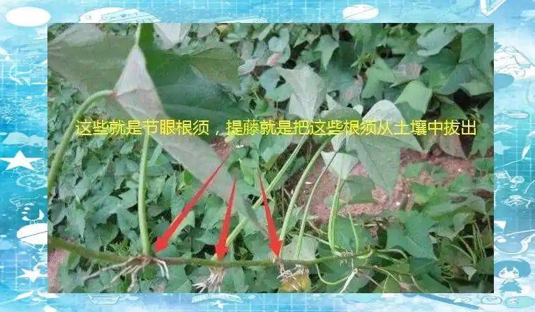 红薯的种植方法