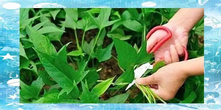 红薯的种植方法