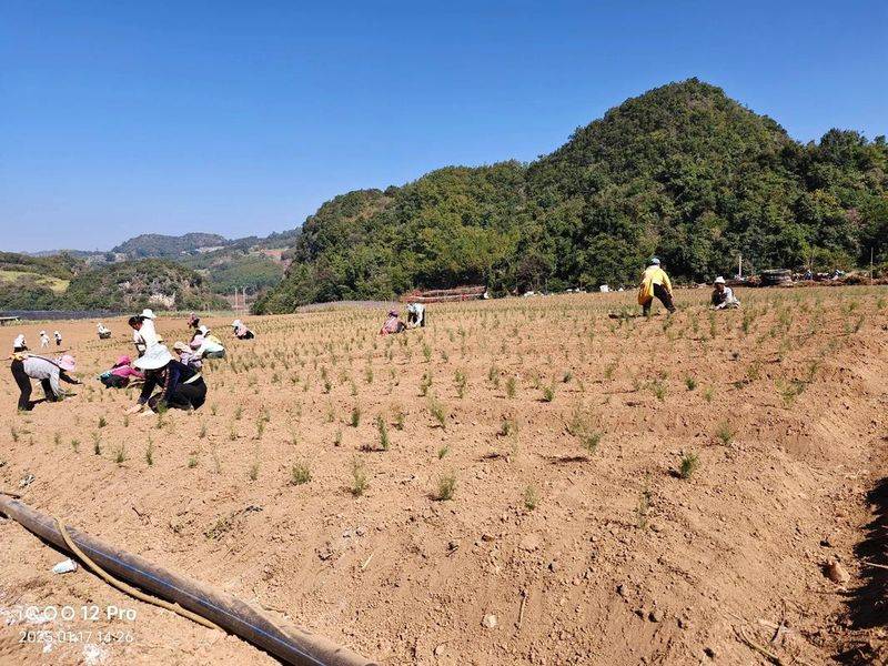 天麻种植技术 天麻如何种植