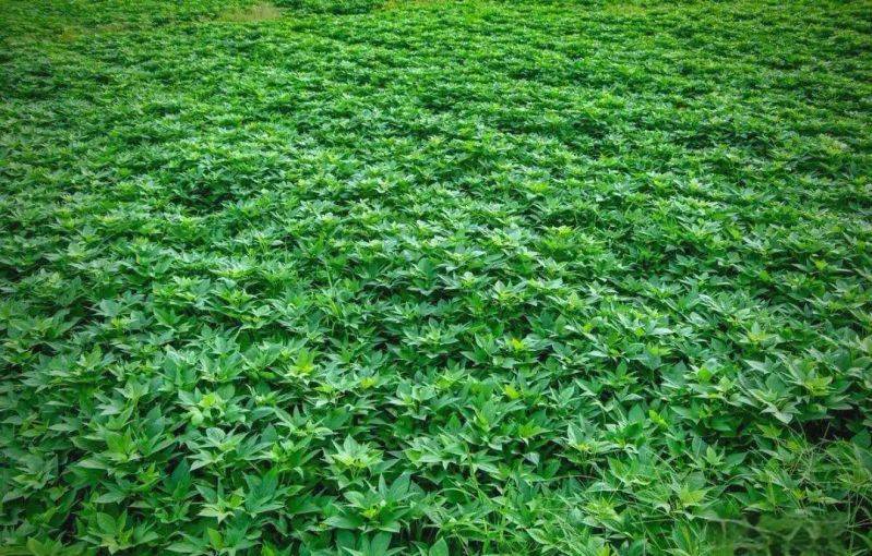 红薯的种植方法