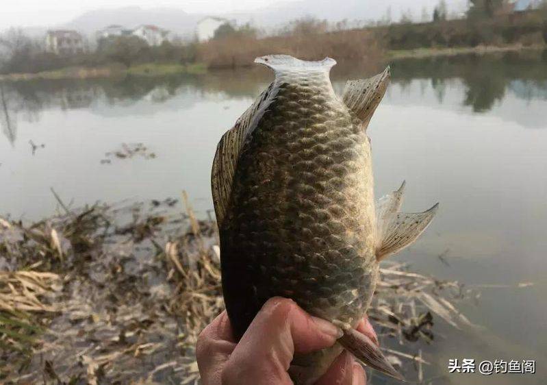 春季钓鱼方法
