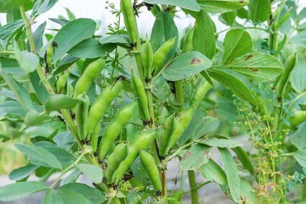 蚕豆种植技术