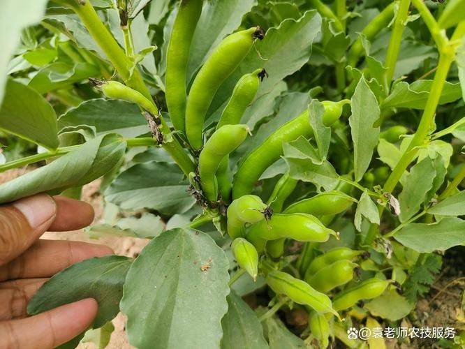 蚕豆种植技术