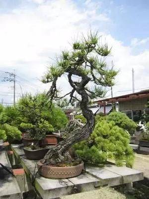 红豆杉盆景种植技术