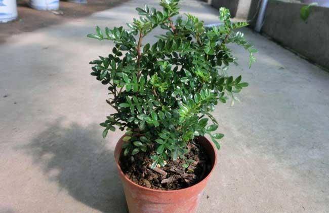 红豆杉盆景种植技术