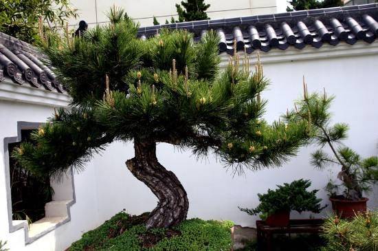 红豆杉盆景种植技术