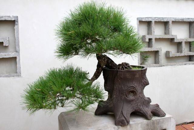 红豆杉盆景种植技术