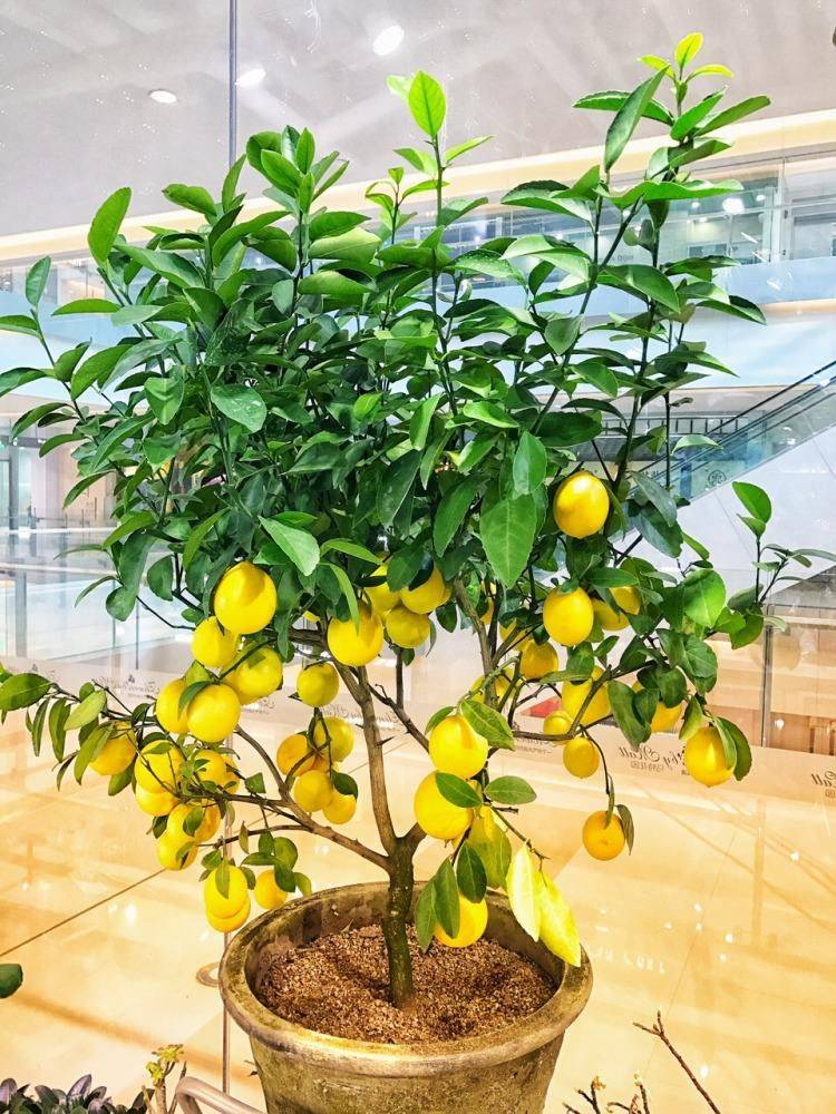 红豆杉盆景种植技术