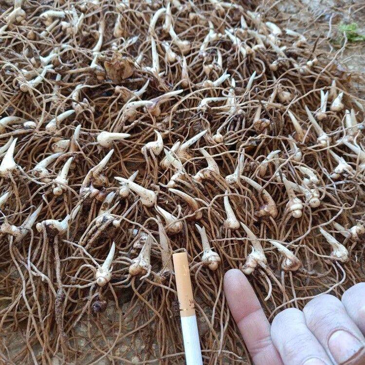 农业科技重楼种植技术