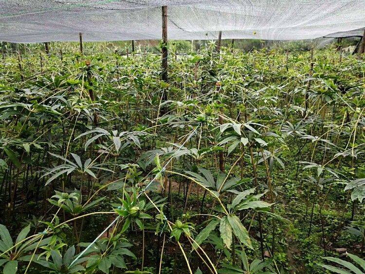 农业科技重楼种植技术