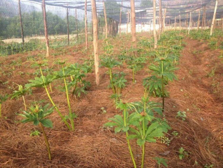 农业科技重楼种植技术