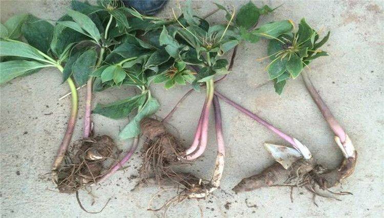 农业科技重楼种植技术